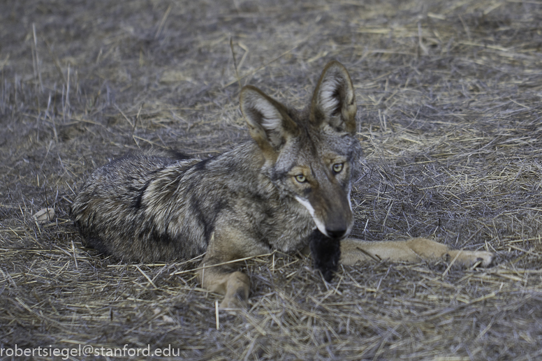 coyote